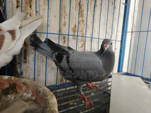 Racer squab