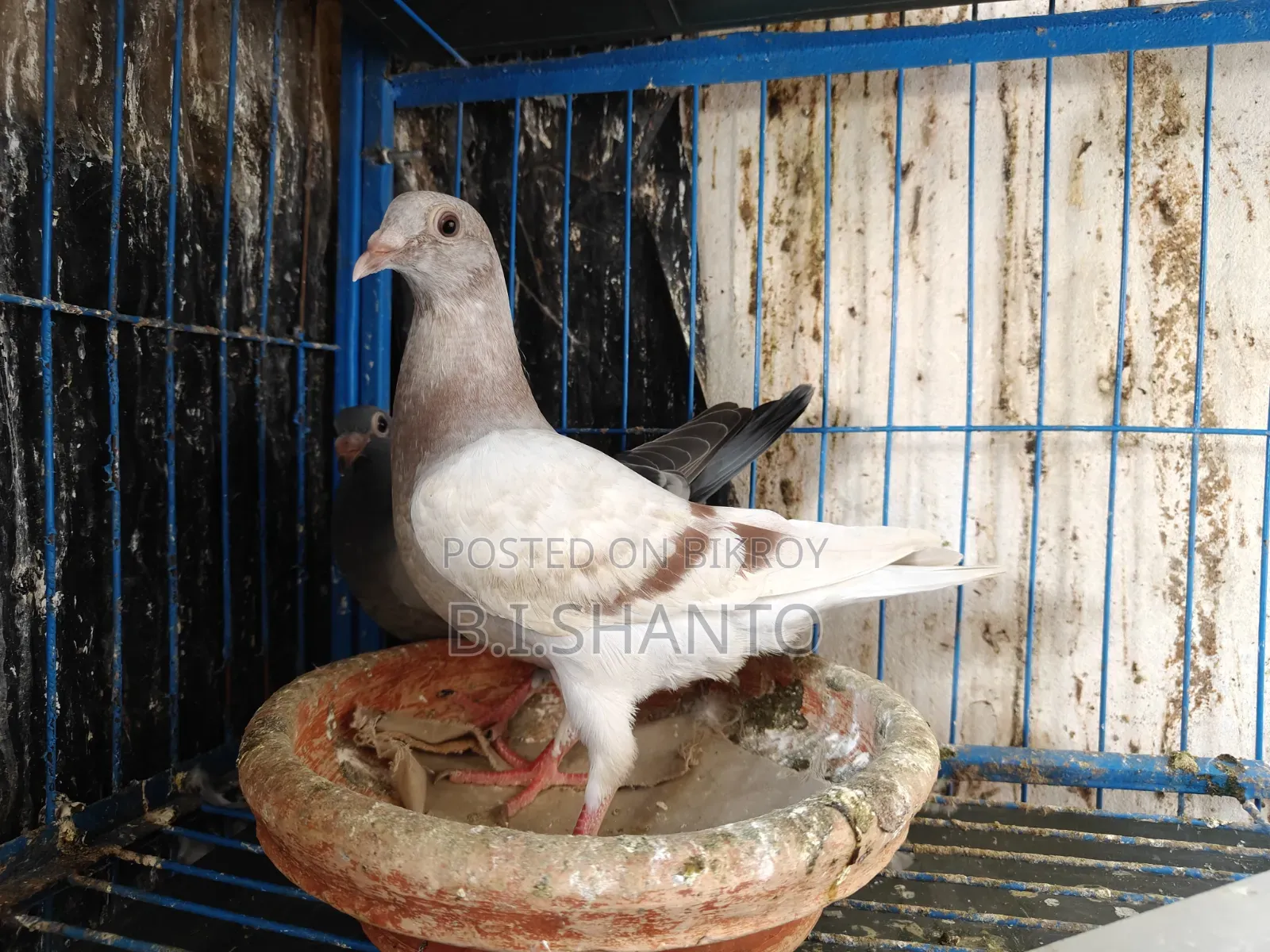 Racer squab