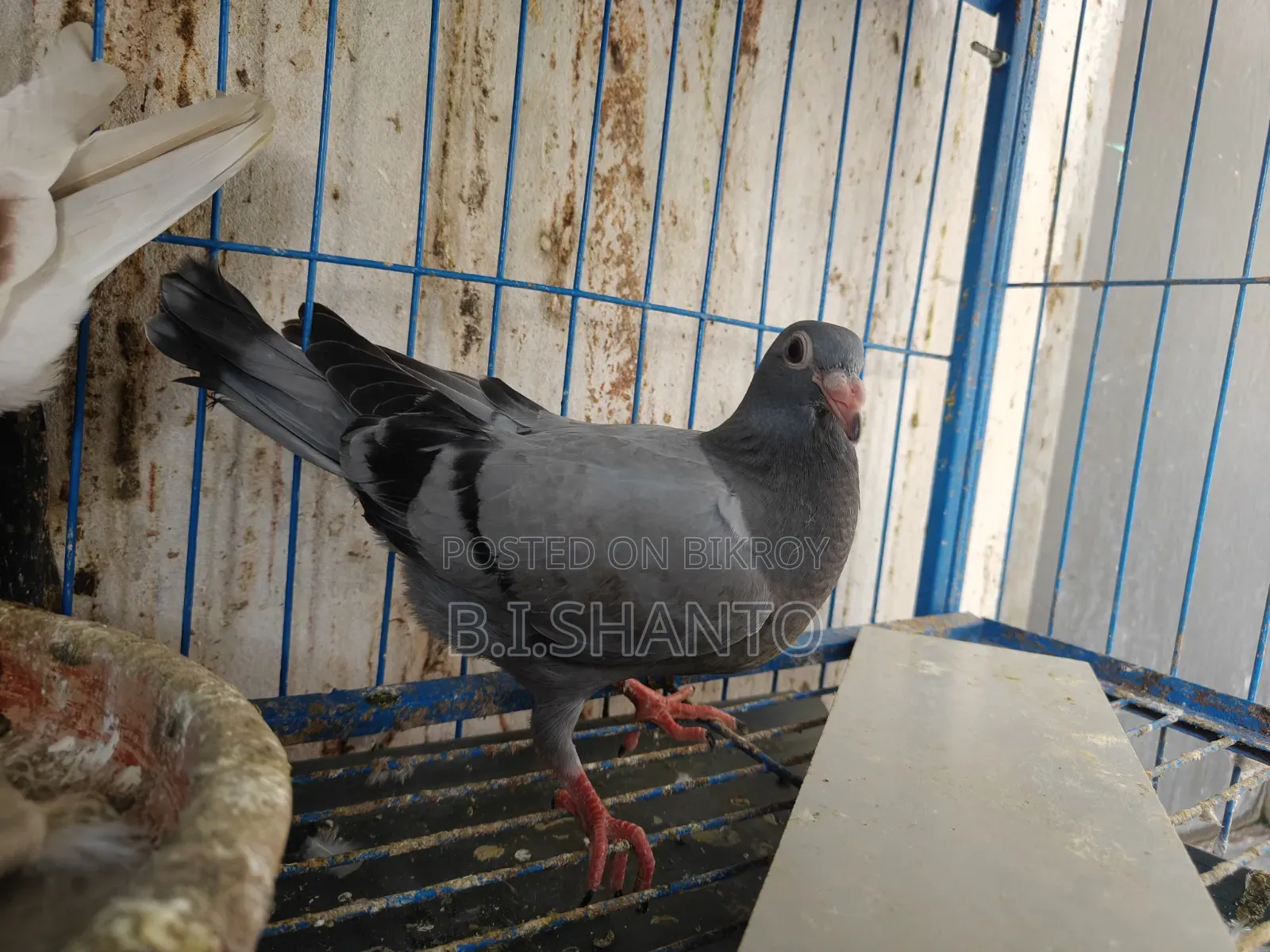 Racer squab