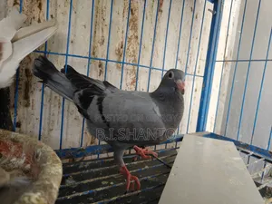 Racer squab