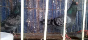 Homer Racer Squab