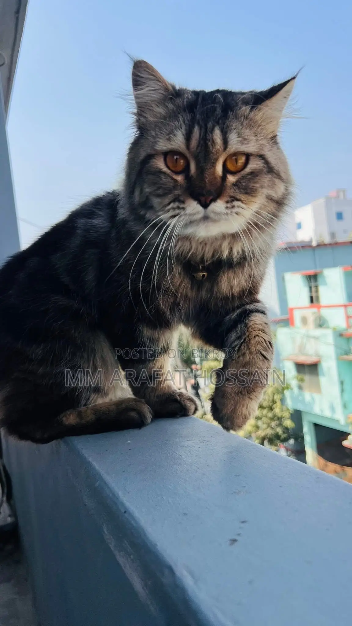 1+ year Male Purebred Persian