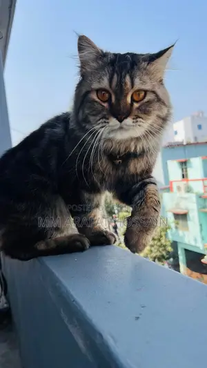 1+ year Male Purebred Persian