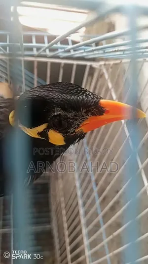 কথা বলা ময়না পাখি