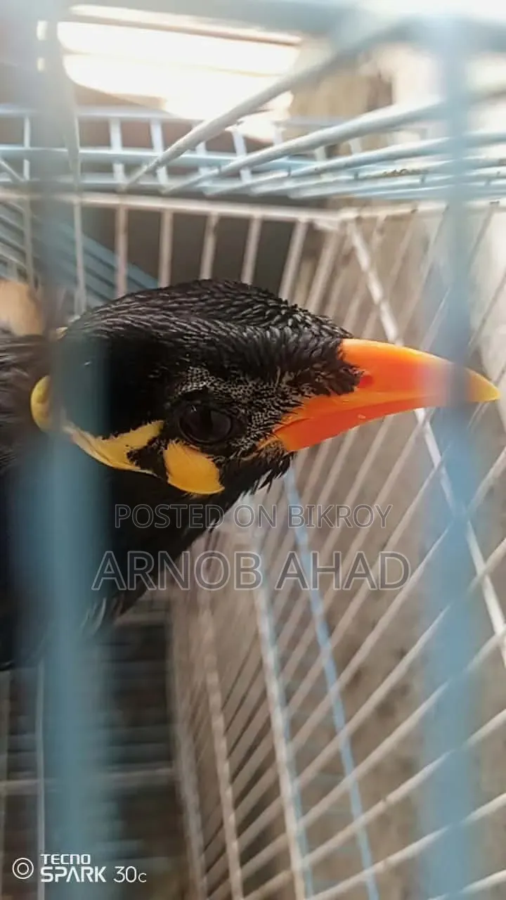 কথা বলা ময়না পাখি