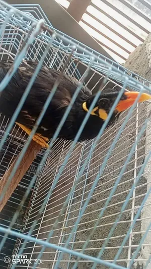 কথা বলা ময়না পাখি