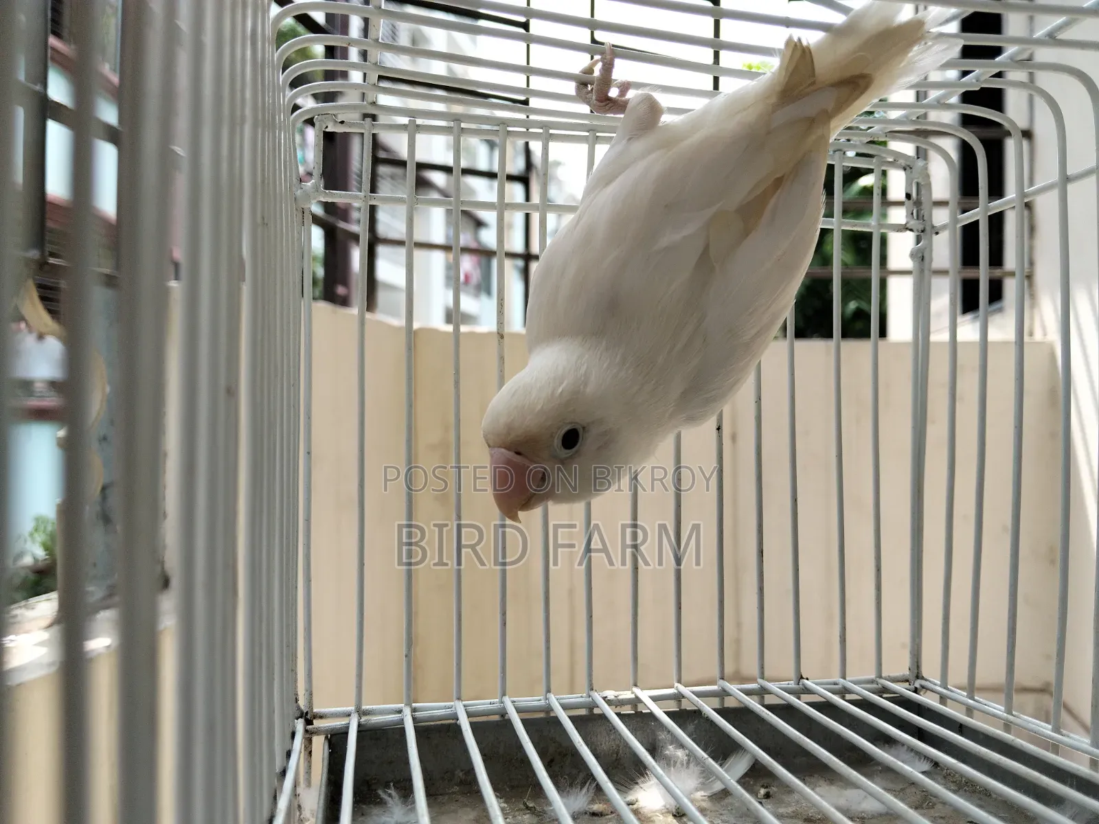 (অ্যালবিনো ফিশার) লাভ বার্ড