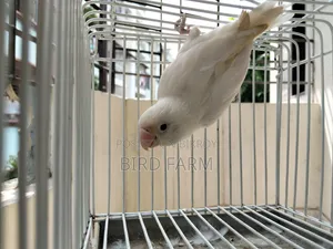(অ্যালবিনো ফিশার) লাভ বার্ড
