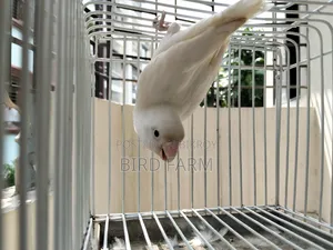 (অ্যালবিনো ফিশার) লাভ বার্ড