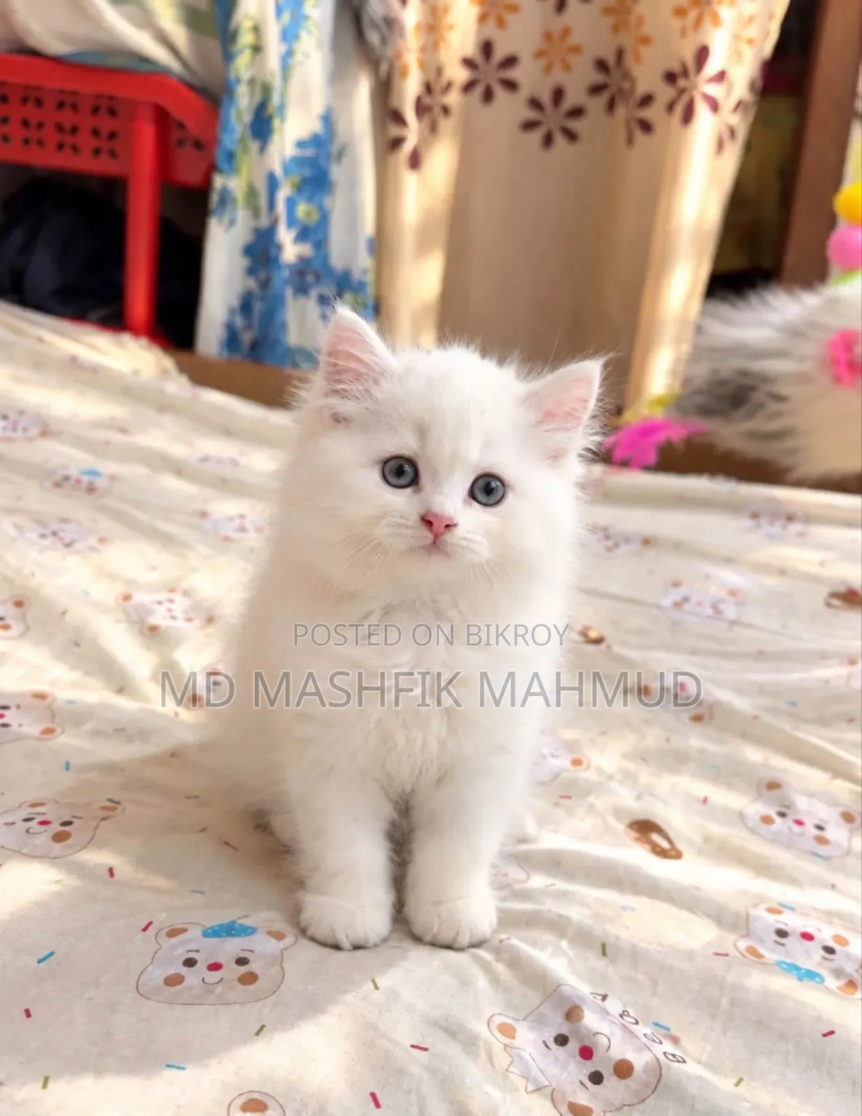 1-3 months Male Purebred Persian