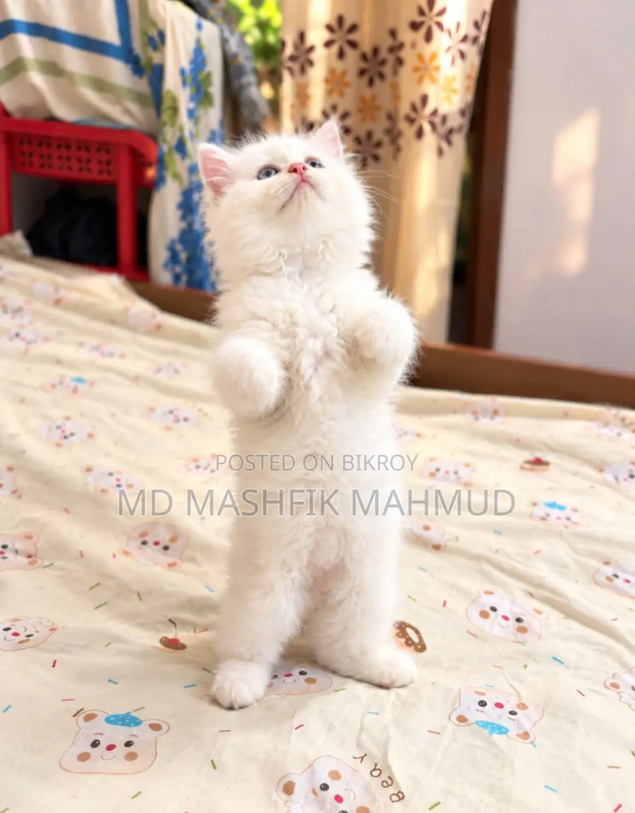 1-3 months Male Purebred Persian