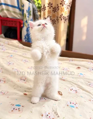 1-3 months Male Purebred Persian
