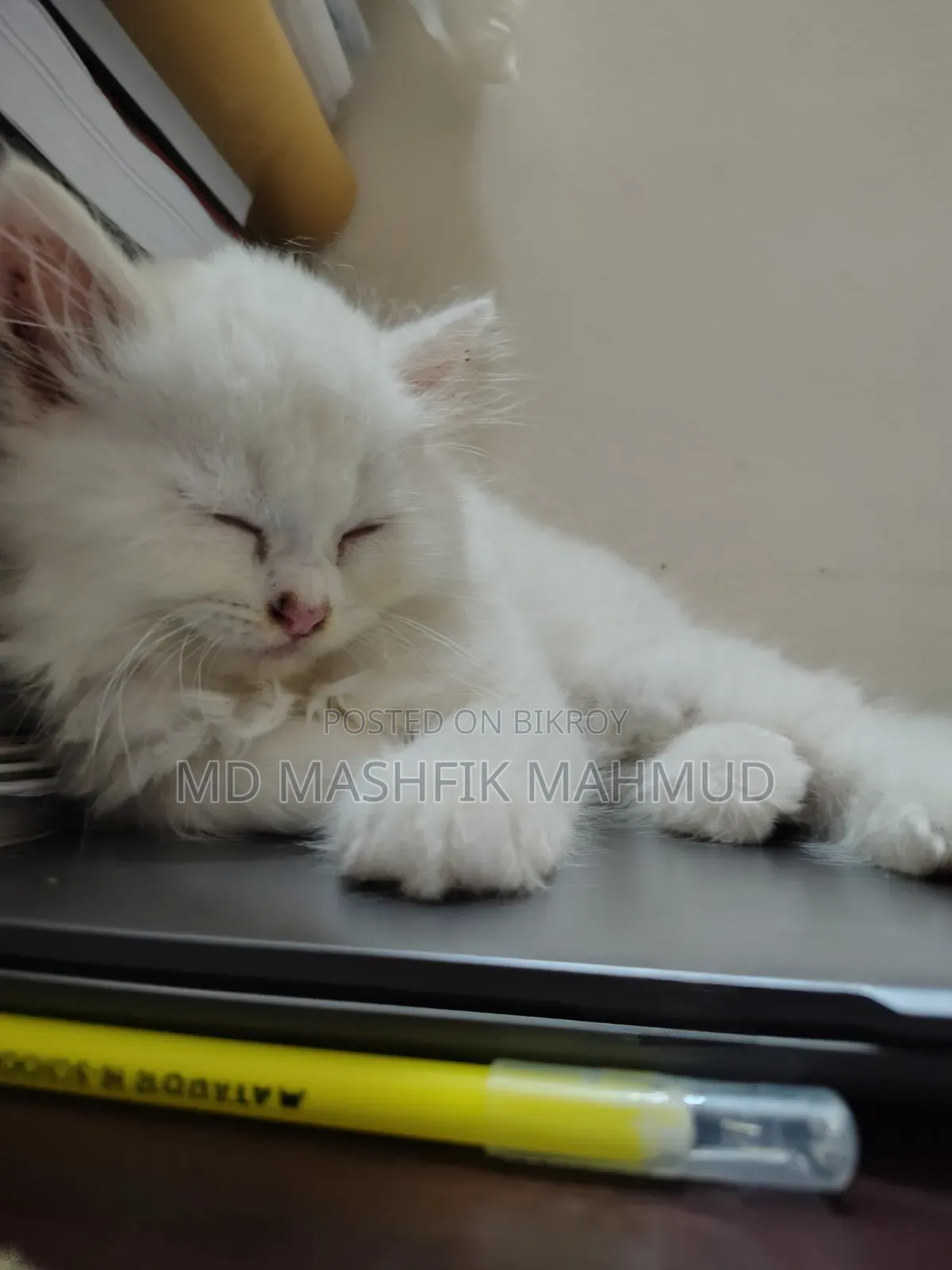 1-3 months Male Purebred Persian