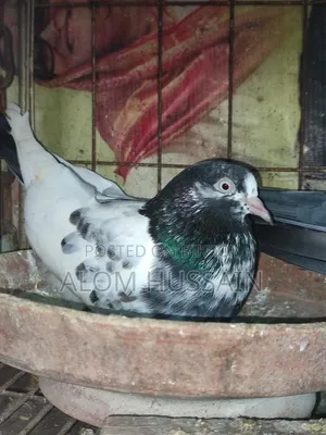 Teddy Pigeon