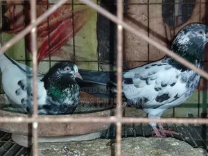 Teddy Pigeon