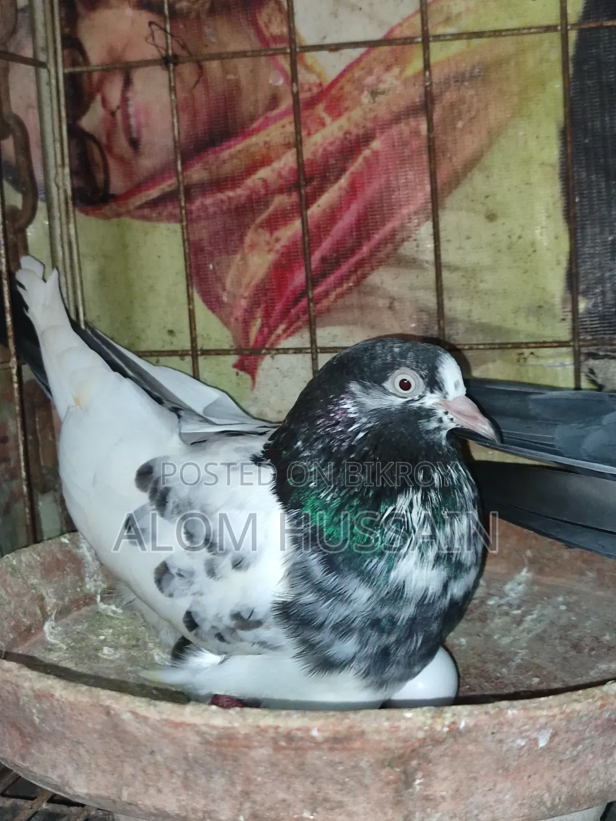 Teddy Pigeon