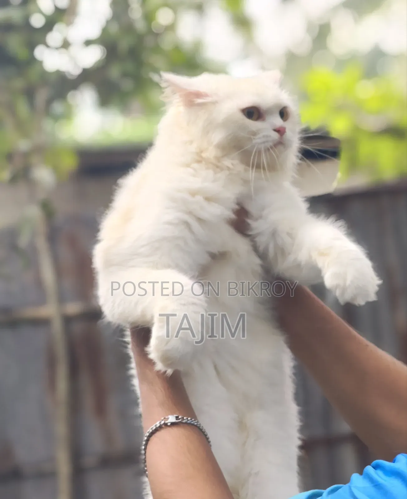 6-12 months Female Purebred Persian