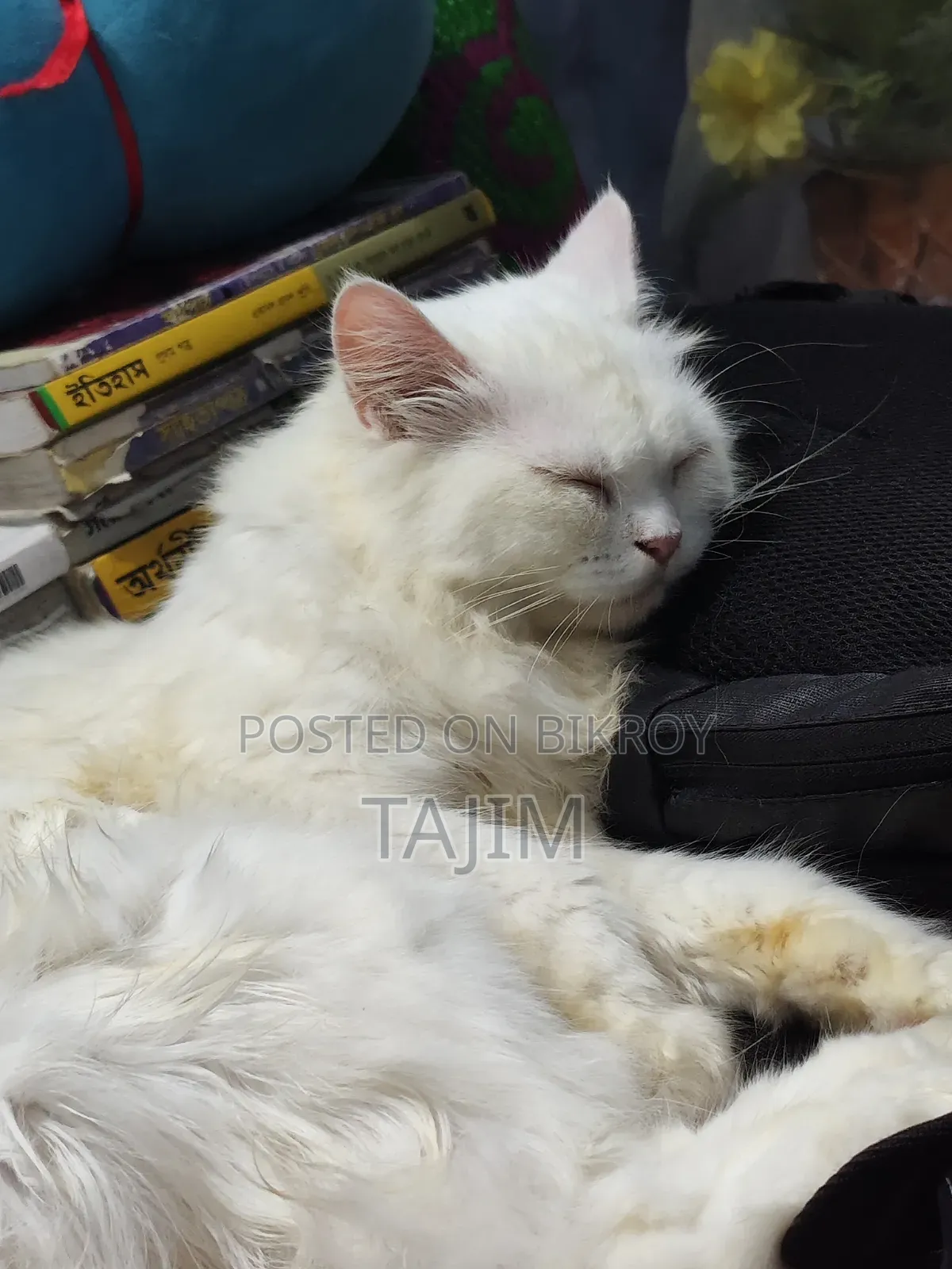 6-12 months Female Purebred Persian