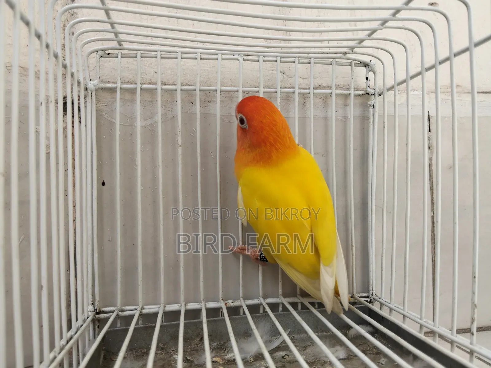 লুটিনো অপালিন (লাল চোখ)