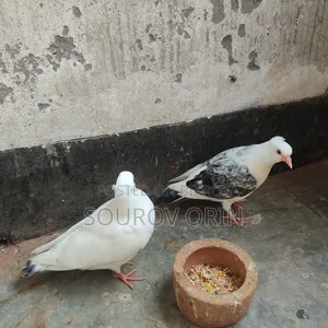 খাওয়ার বাচ্চা কবুতর