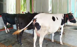 No. 1657 3 improved breed cows.