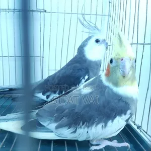 ককাটেল বার্ড