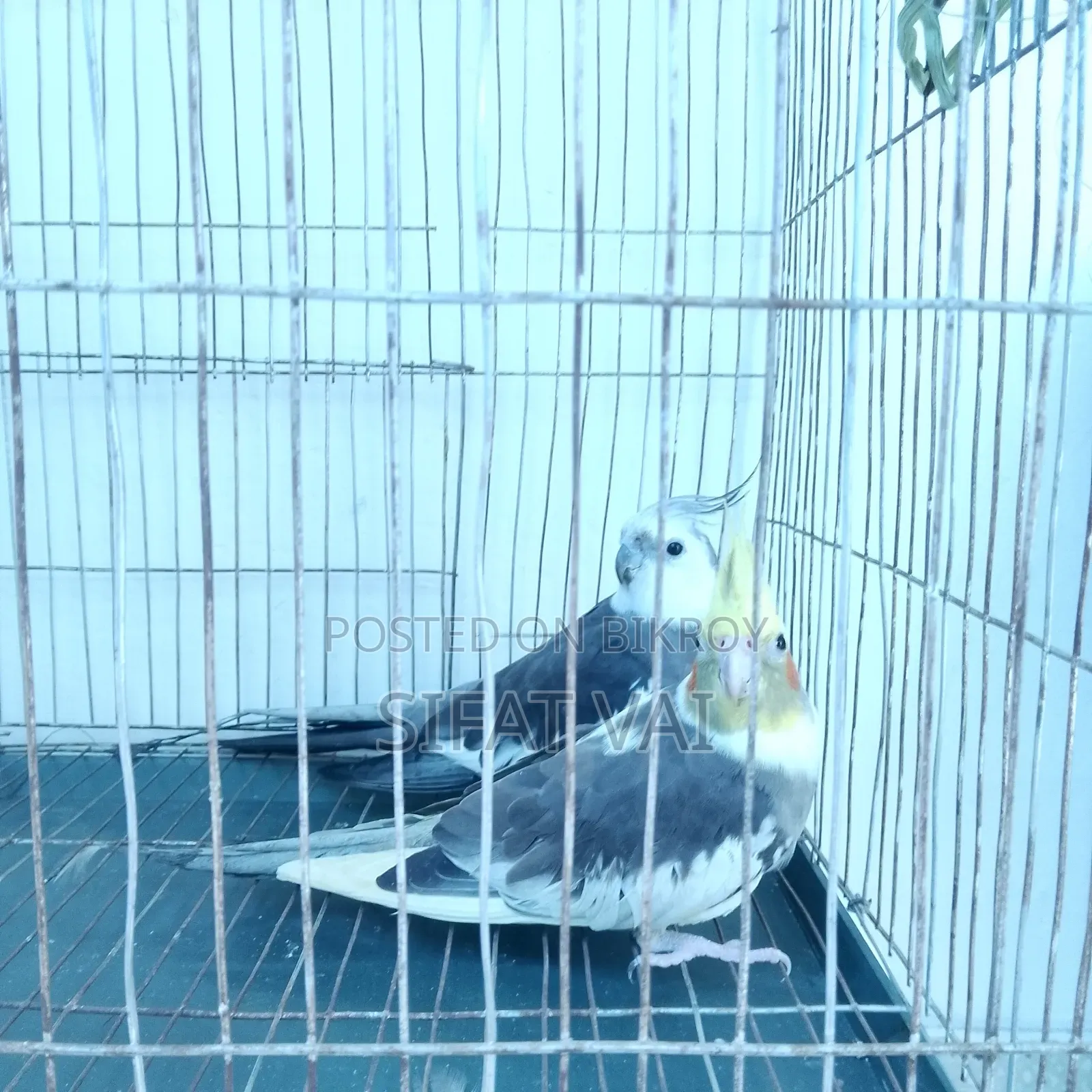 ককাটেল বার্ড