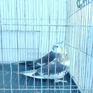 ককাটেল বার্ড