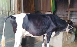 ১৬৫৭নং গাভী গরু বিক্রয় হবে বকনা বাছুর আছে ।