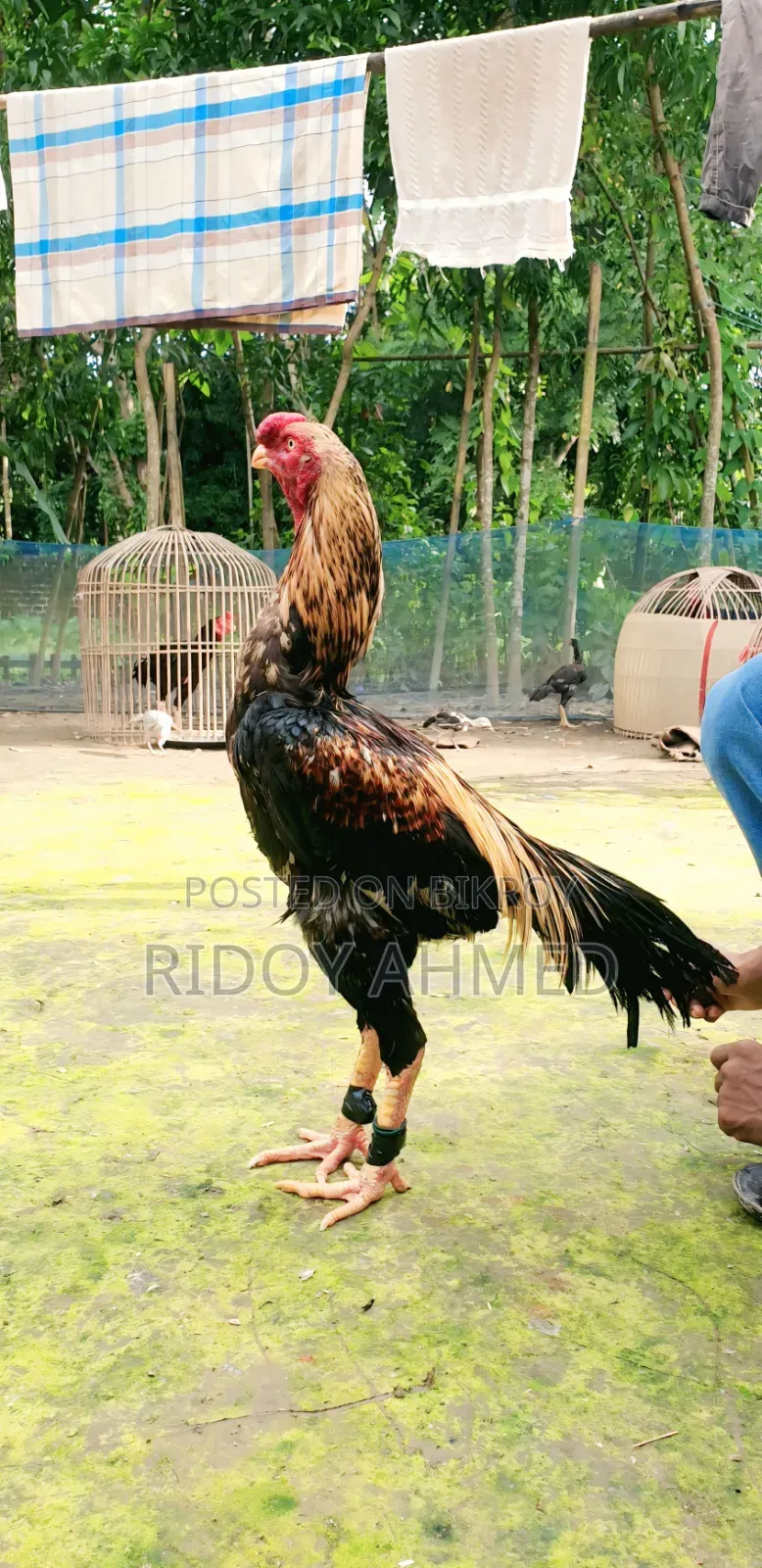 Aseel Rooster