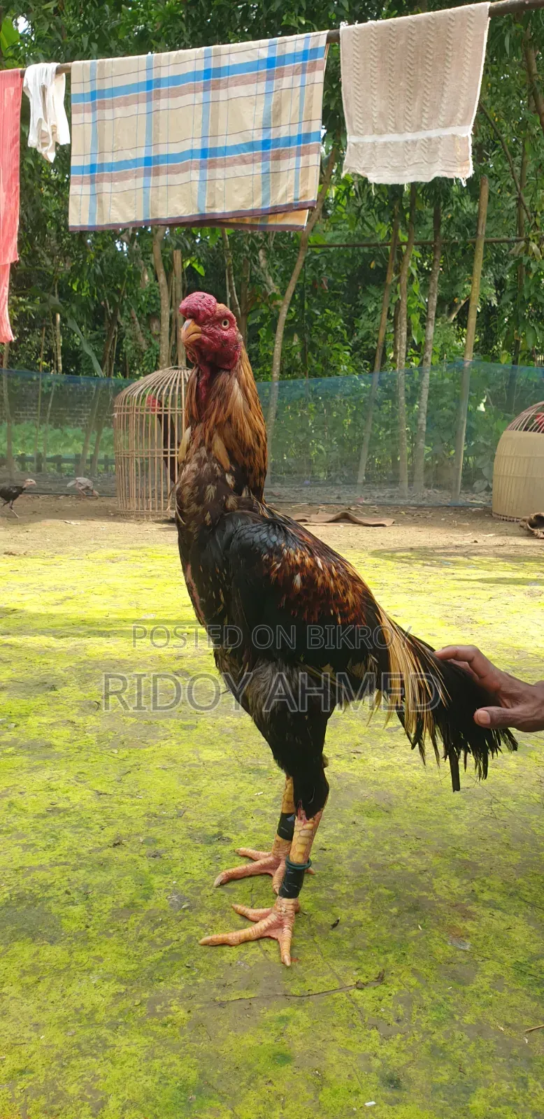 Aseel Rooster