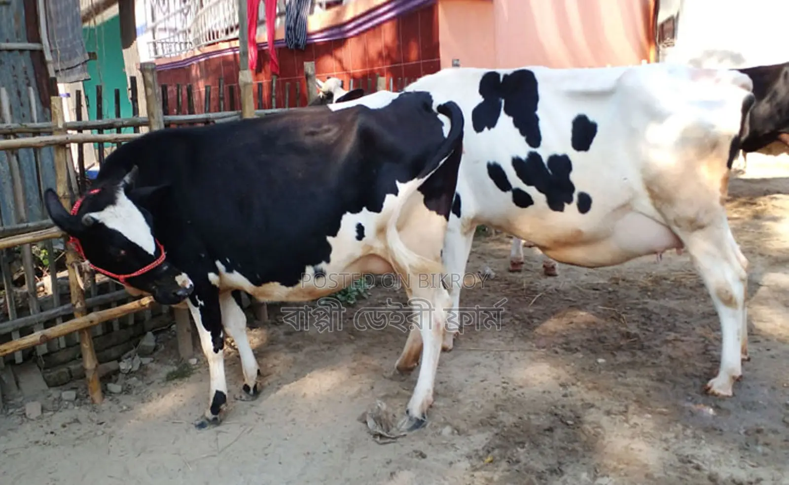 Buy 2 good breed cows no. 1658 at a low price.