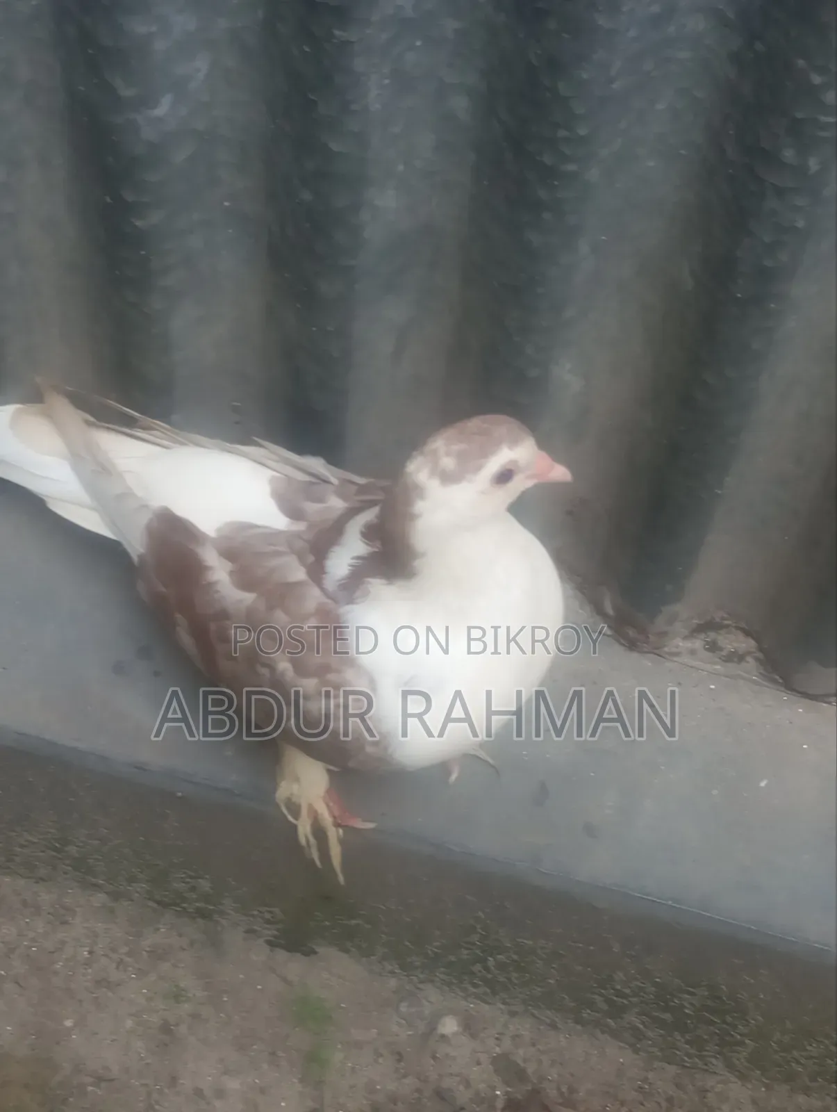 সিরাজি কবুতর