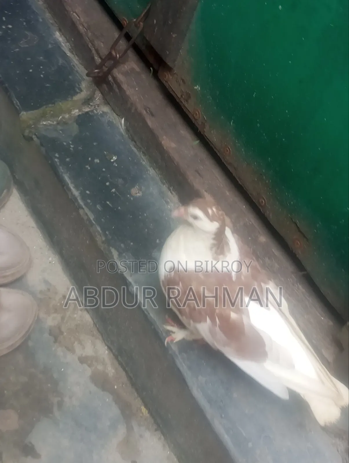 সিরাজি কবুতর