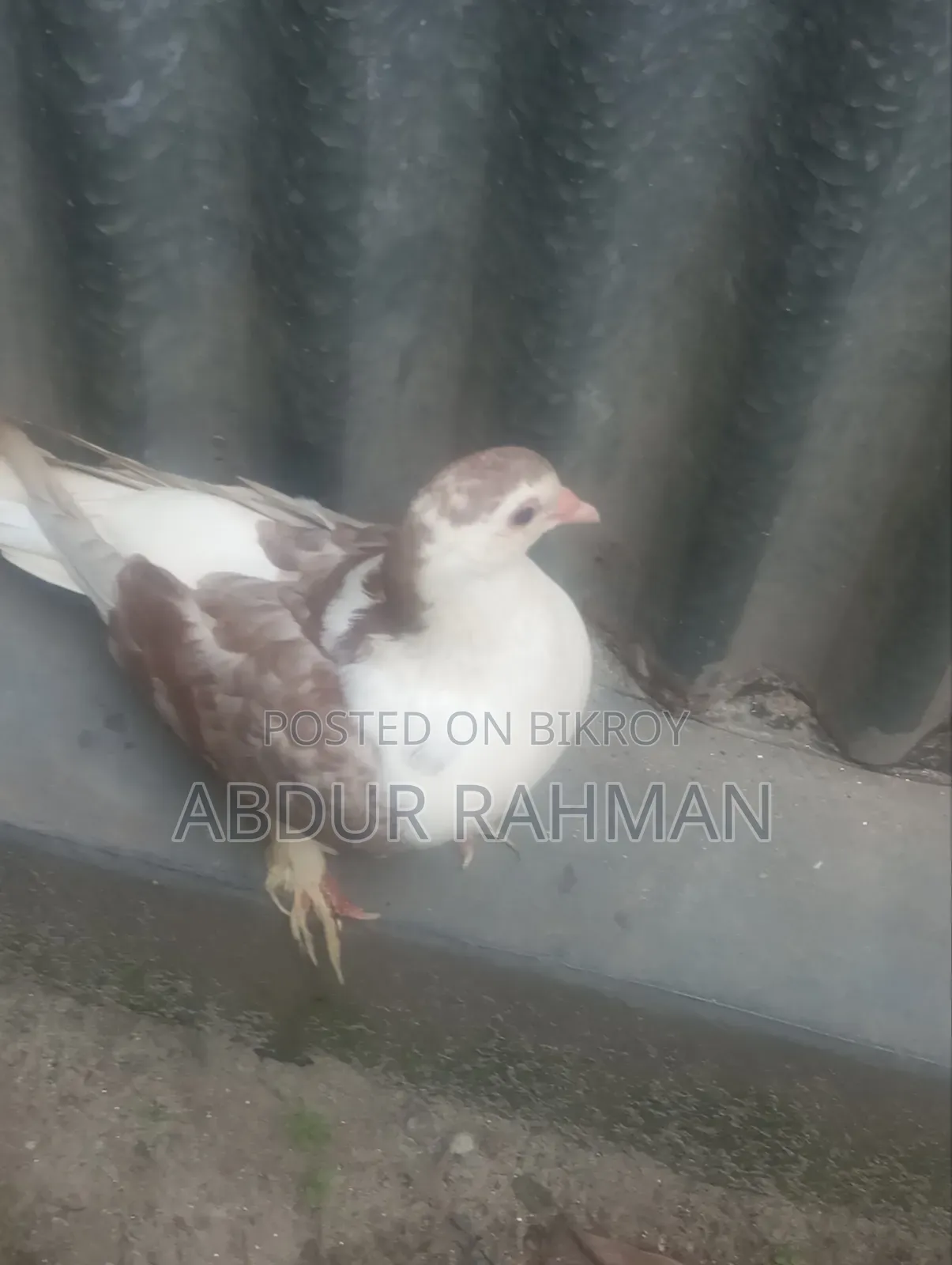 সিরাজি কবুতর