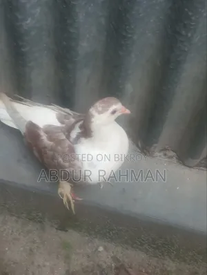 সিরাজি কবুতর