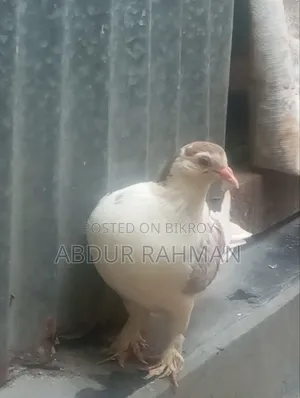 সিরাজি কবুতর