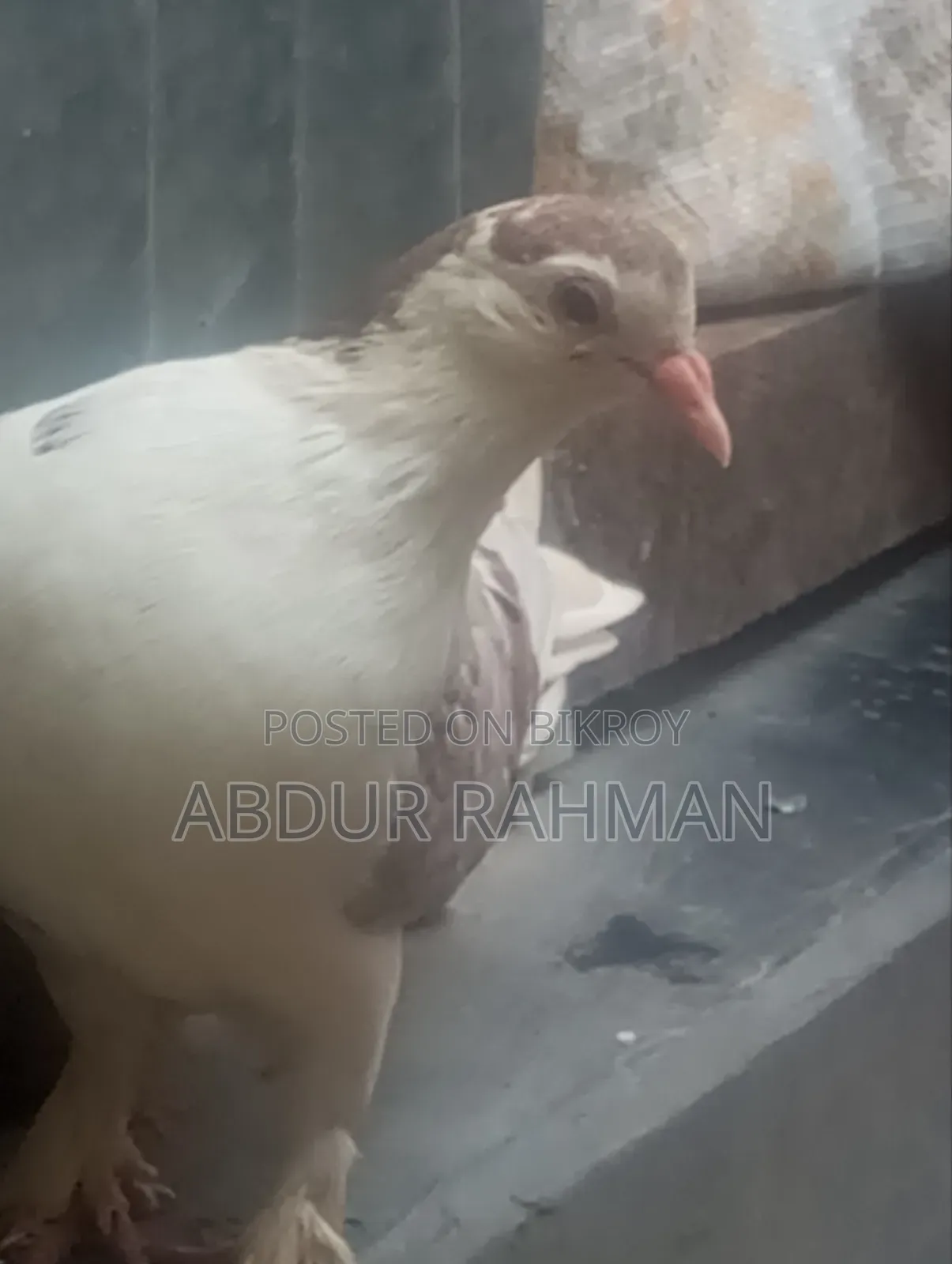 সিরাজি কবুতর