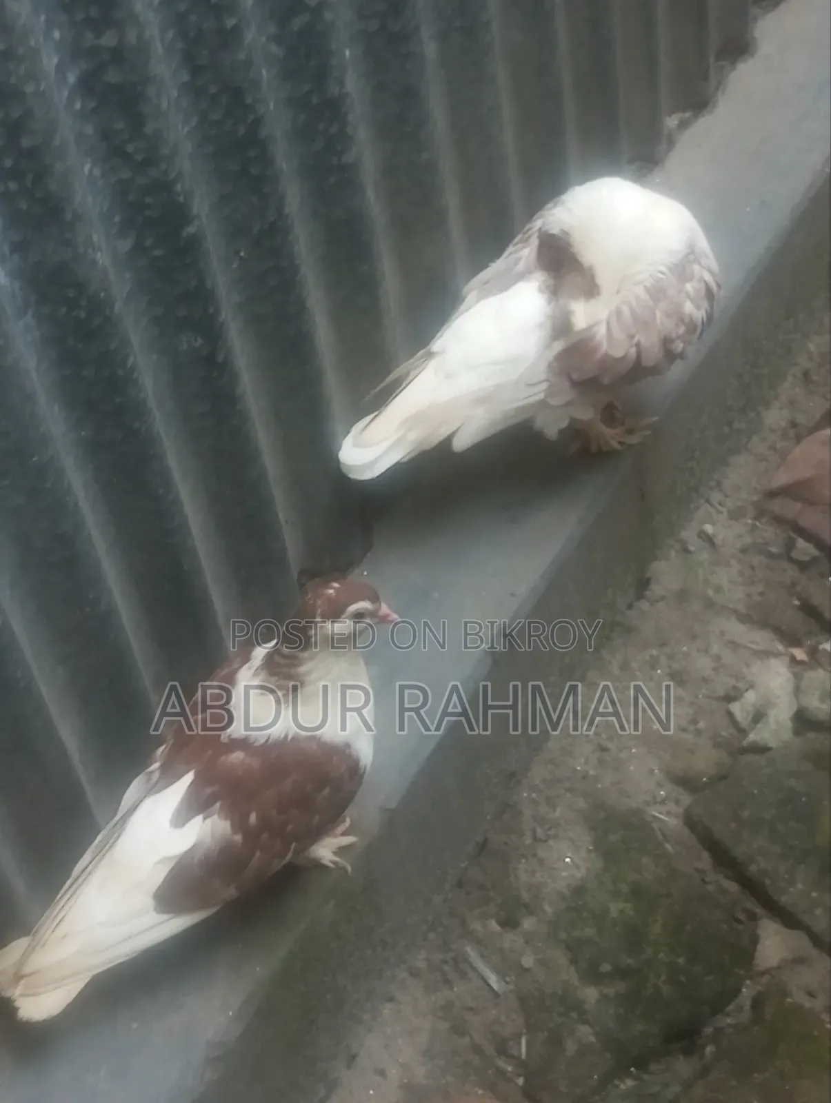 সিরাজি কবুতর