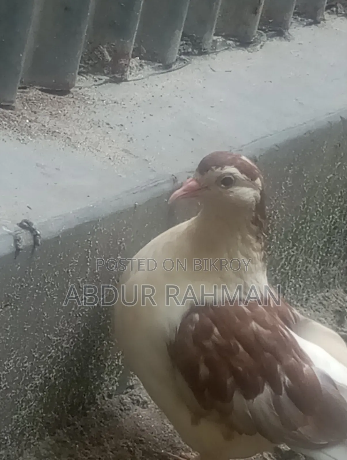 সিরাজি কবুতর