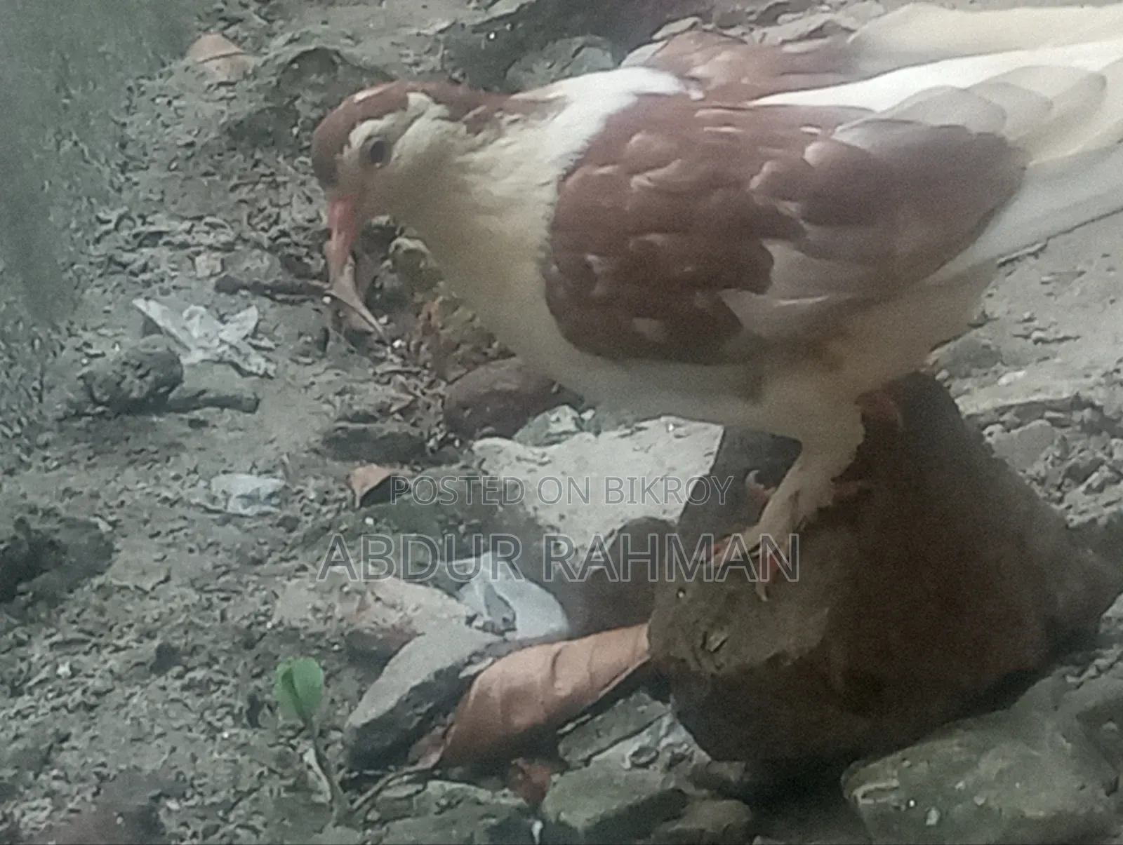 সিরাজি কবুতর
