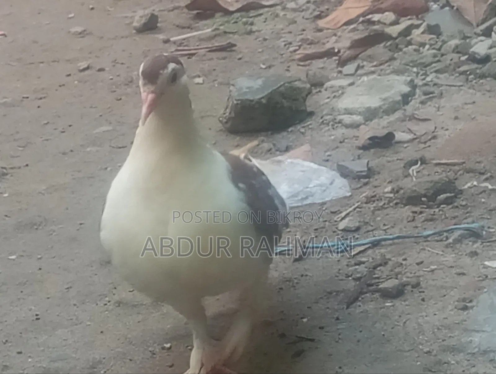 সিরাজি কবুতর