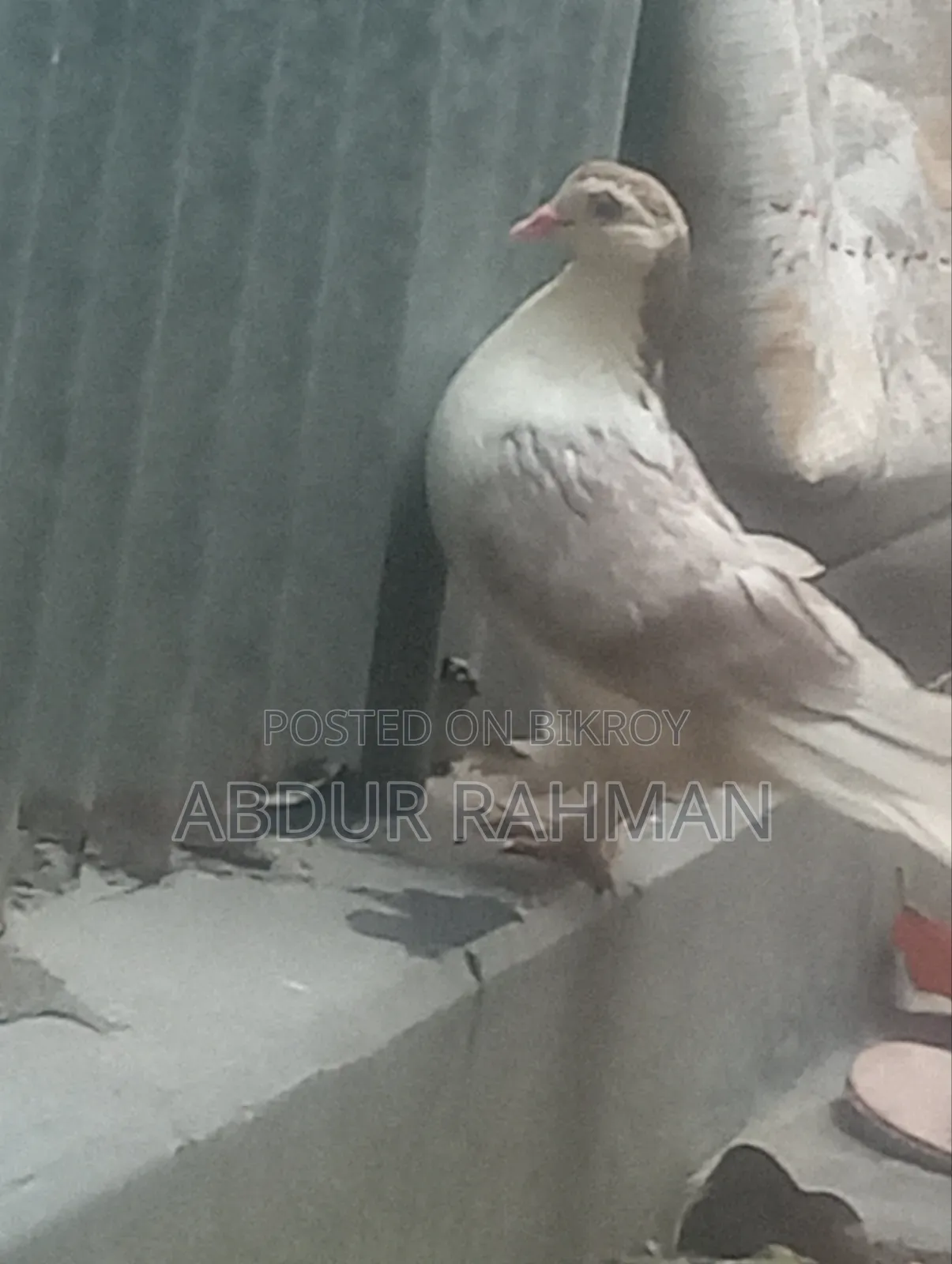 সিরাজি কবুতর