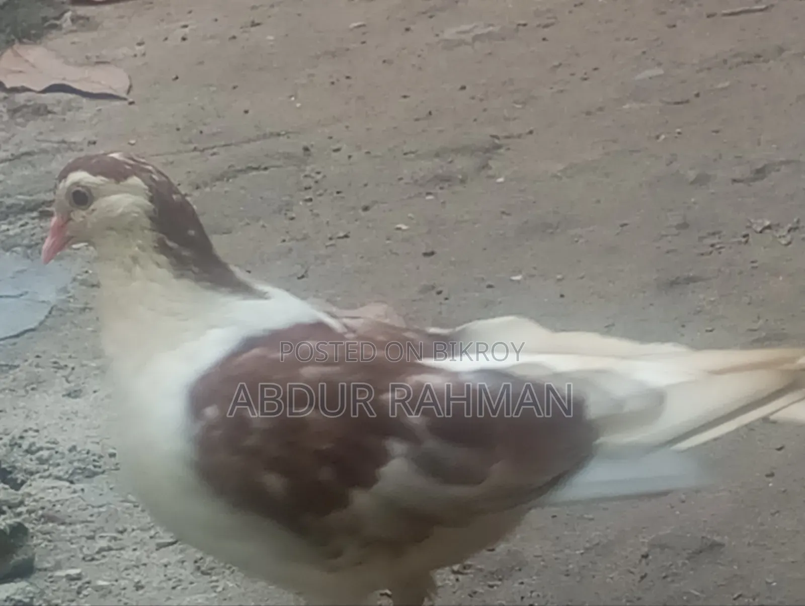 সিরাজি কবুতর