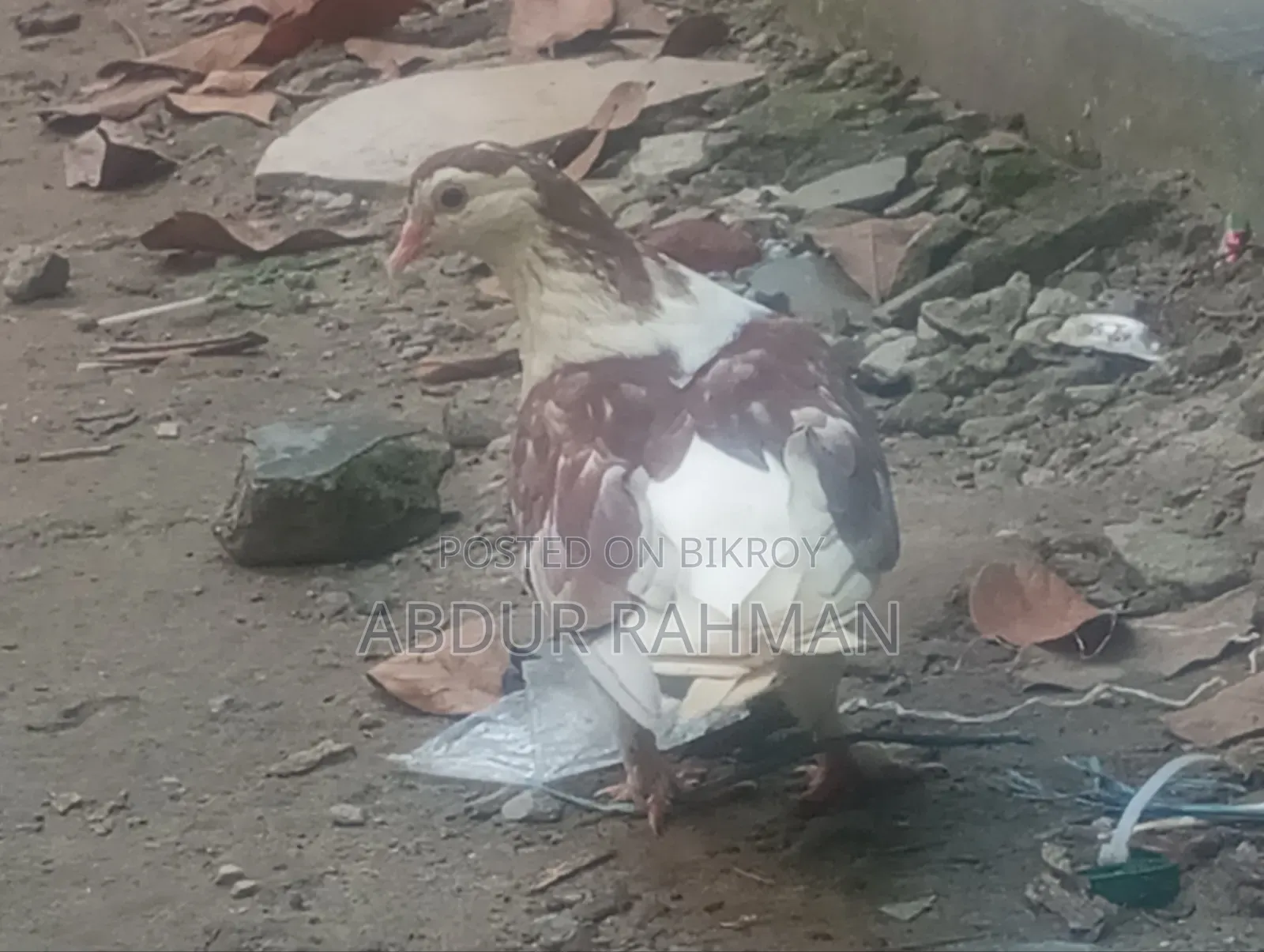 সিরাজি কবুতর