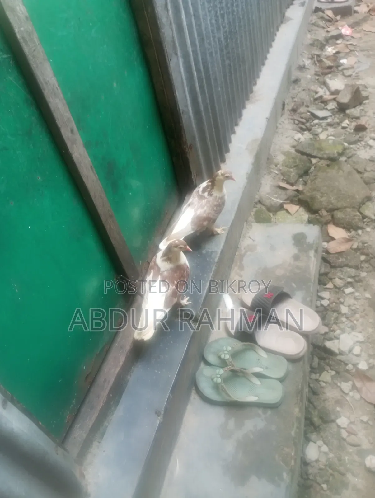 সিরাজি কবুতর