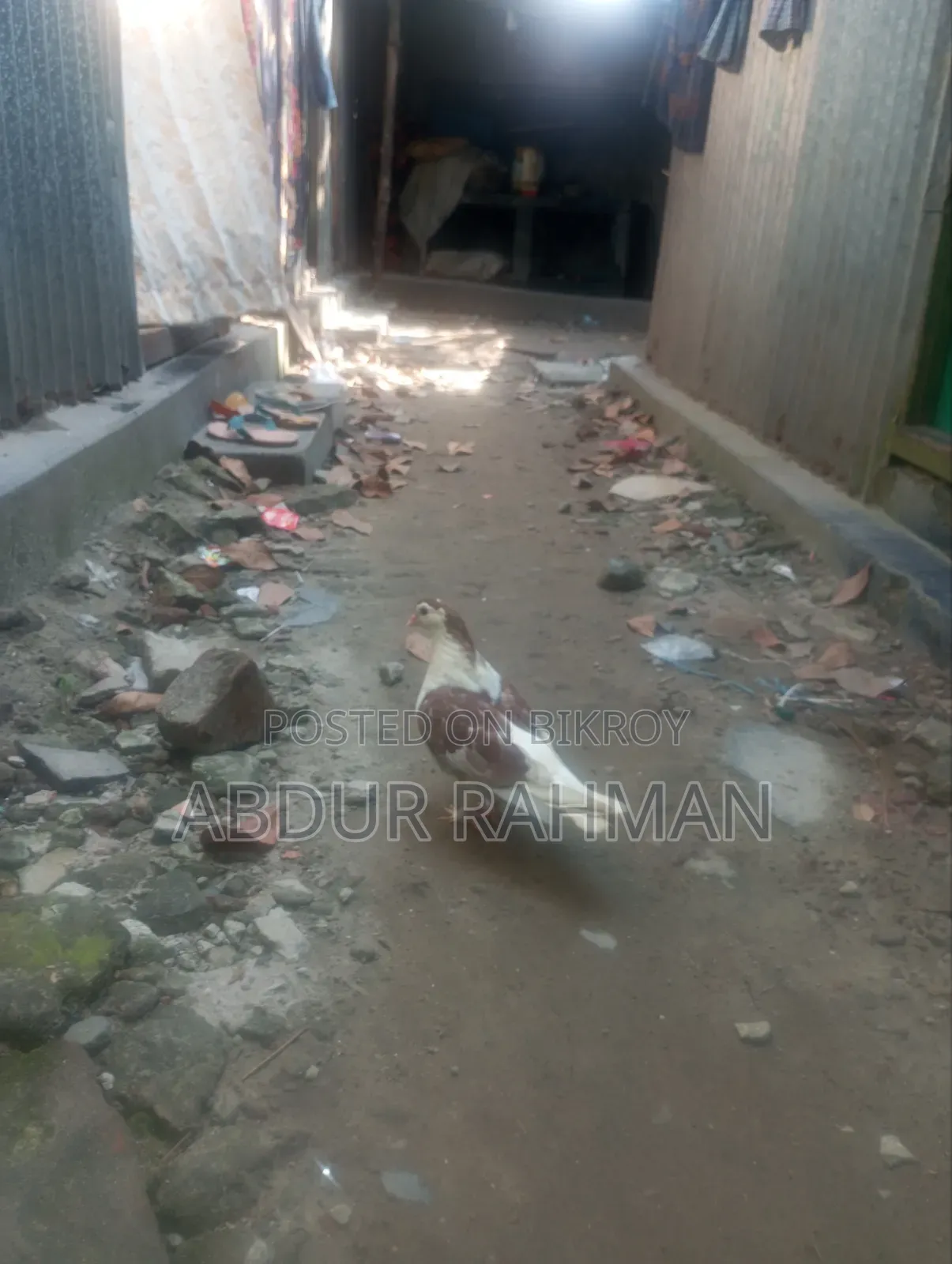 সিরাজি কবুতর