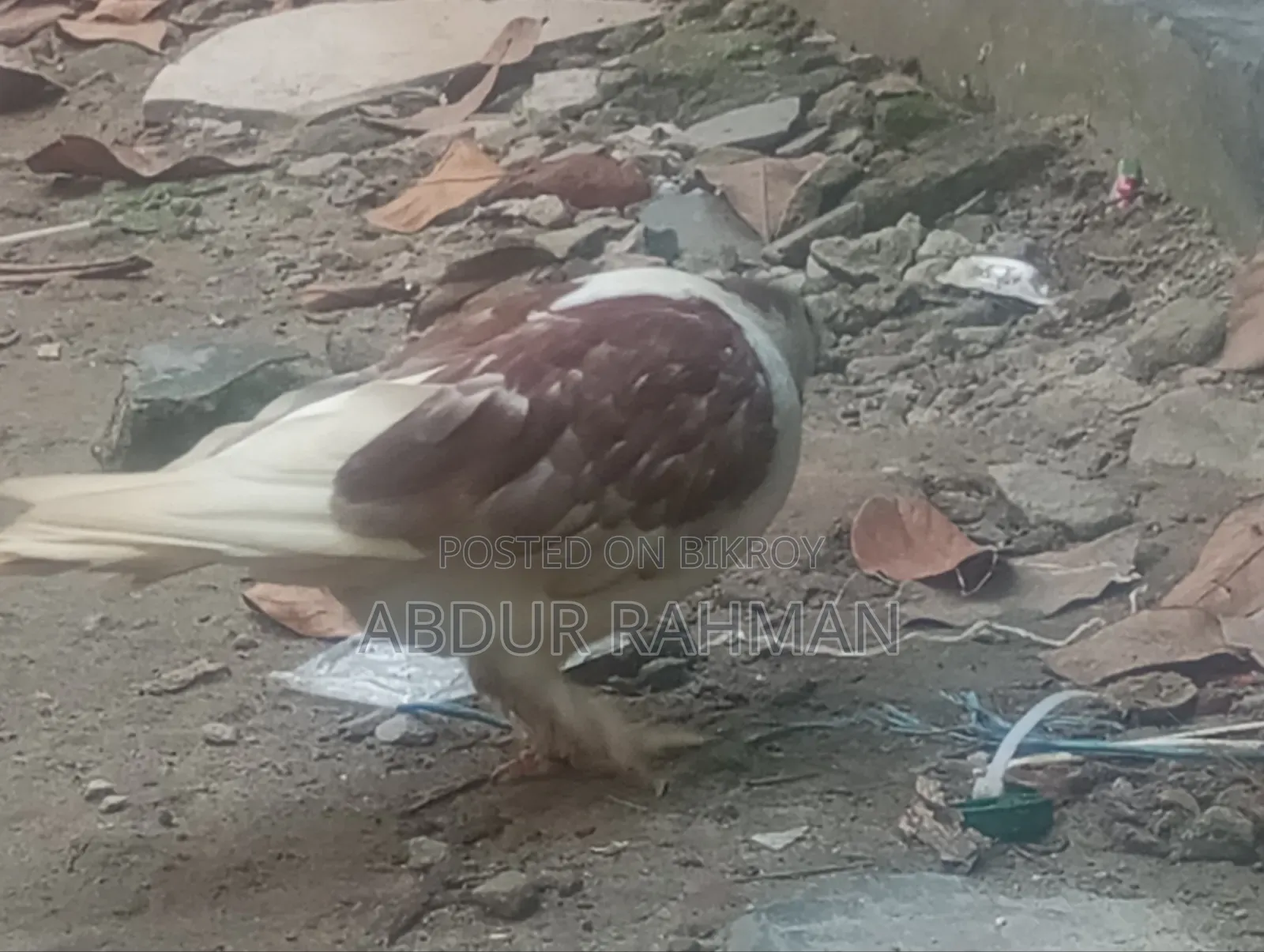 সিরাজি কবুতর