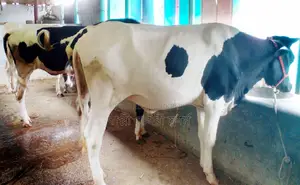 4 Improved Breed Heifers for Sale in One Lot, No. 1659.