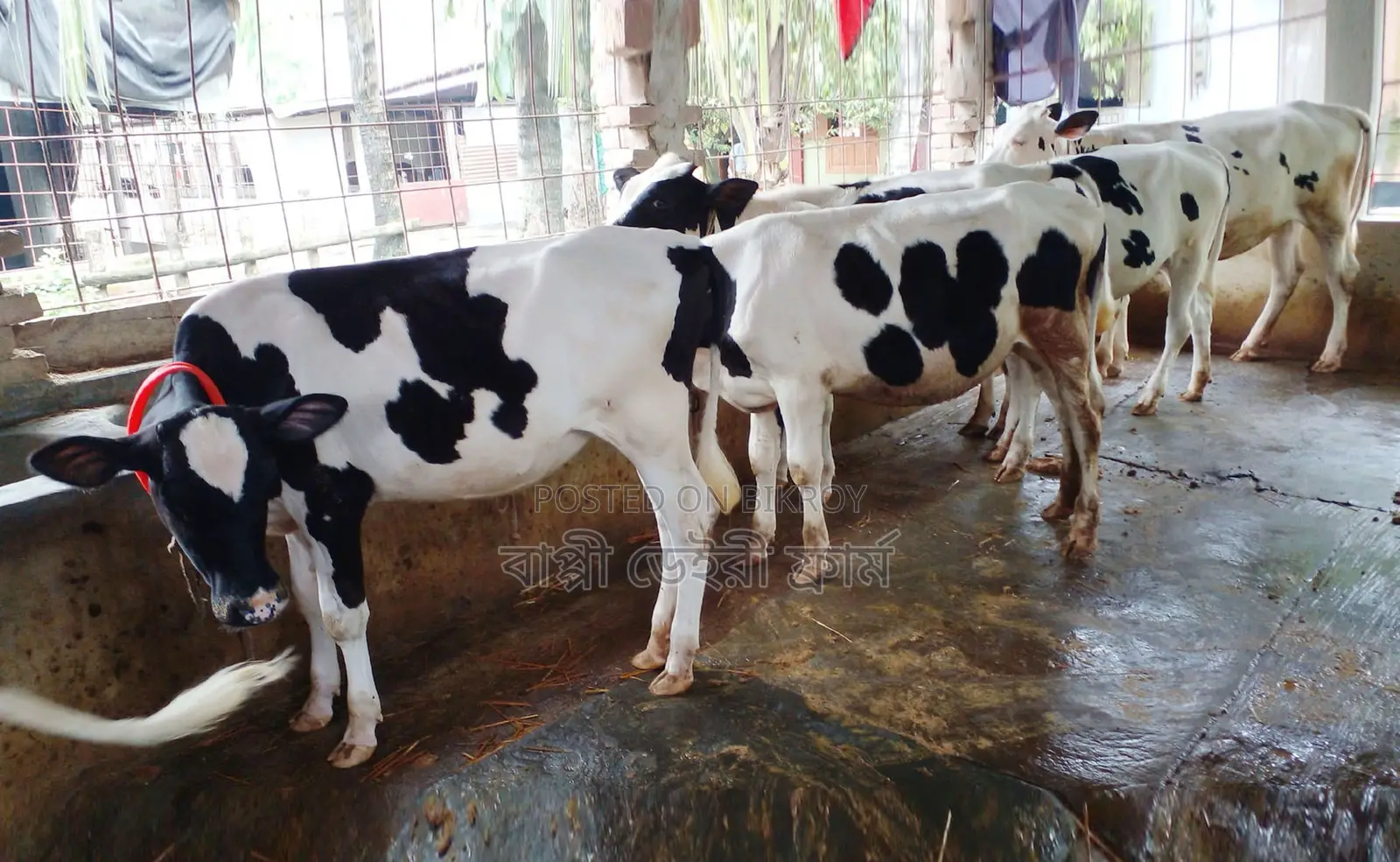 5 good breed heifer cows for rearing number 1660.